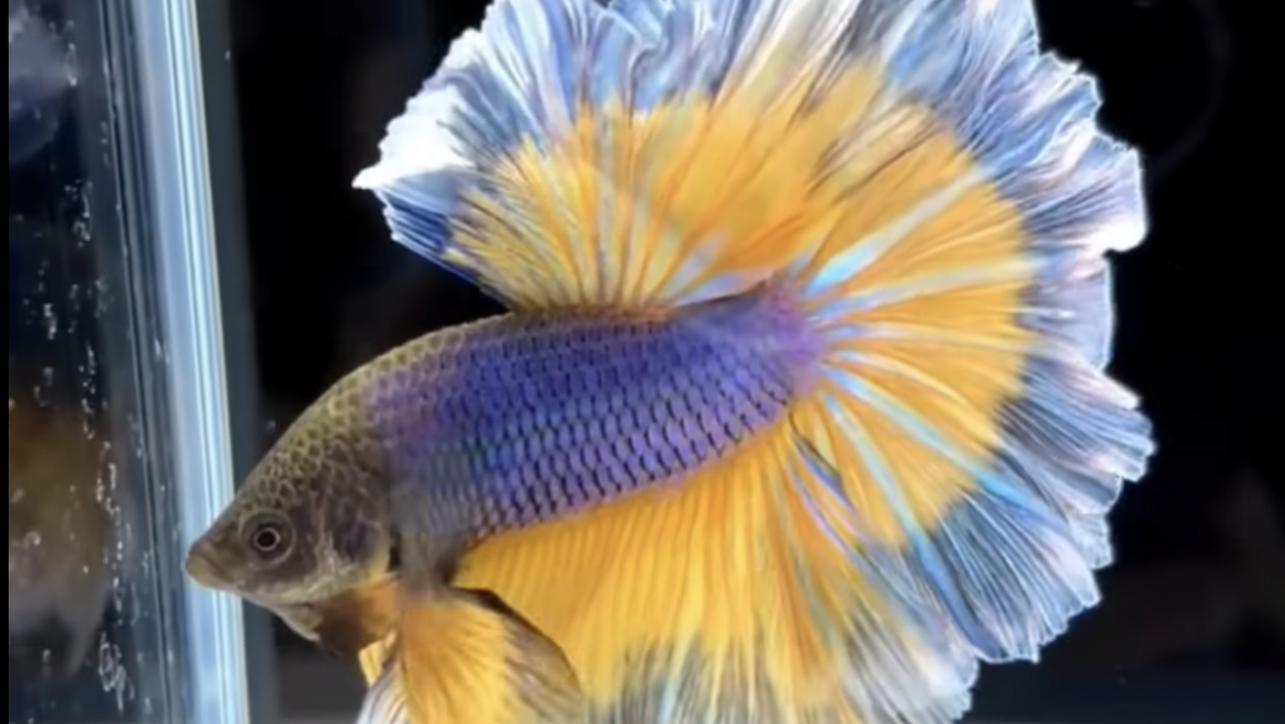 Acuicultura de peces ornamentales